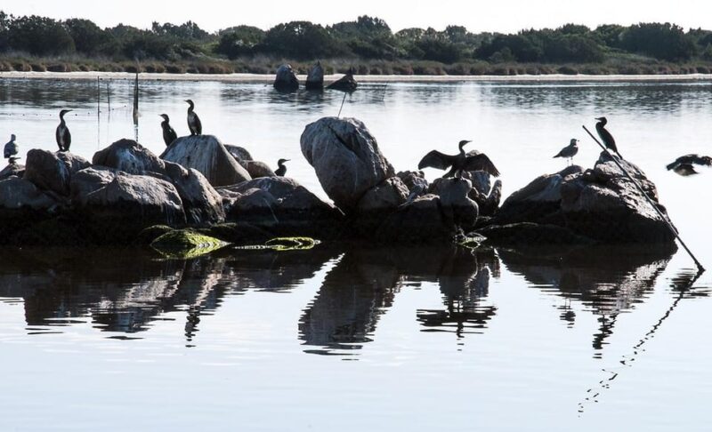Olbia: Gulf of Olbia Boat Tour - Customer Feedback