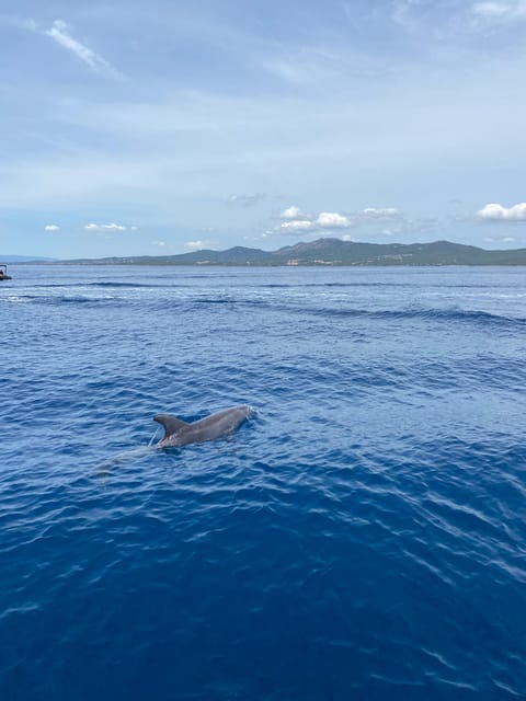 Olbia: Sunset and Dolphin Watching - Important Information