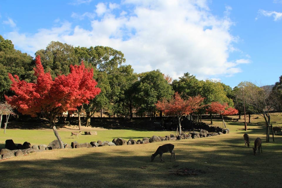 One Day Private Customized Self-Guided Tour in Nara - Driver Services