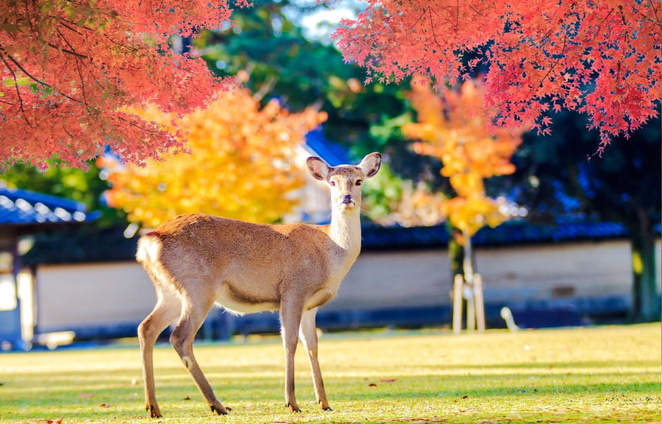 Osaka: Nara Park, Uji Matcha, Todaiji Temple, Onsen Day Tour - Visit to Todaiji Temple