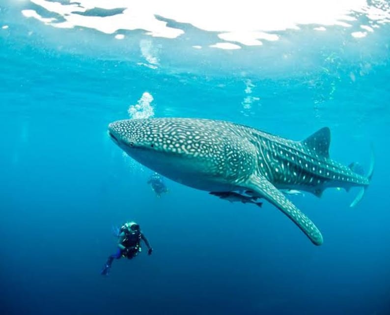 Oslob Cebu: Whaleshark Scuba Diving & Sumilon Sanctuary - Sumilon Island Exploration