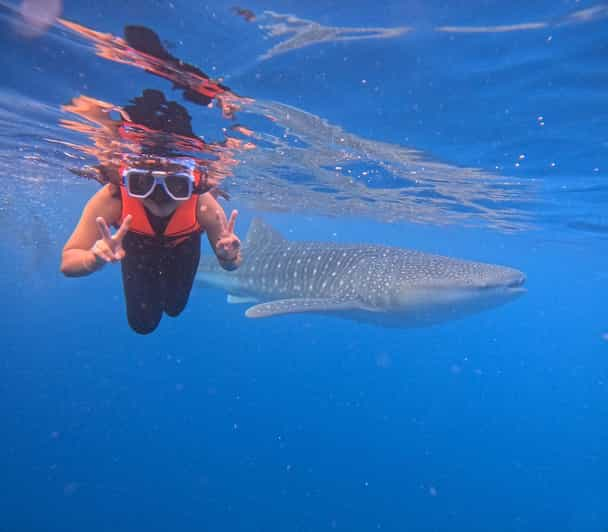 Oslob: Whaleshark Swimming & Sumilon Island Hopping Day Tour - Inclusions and Rental Options