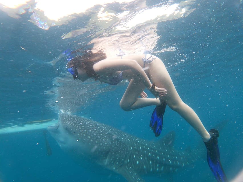 Oslob Whaleshark Watching & Inambakan Falls & Sardines Run - Included Amenities