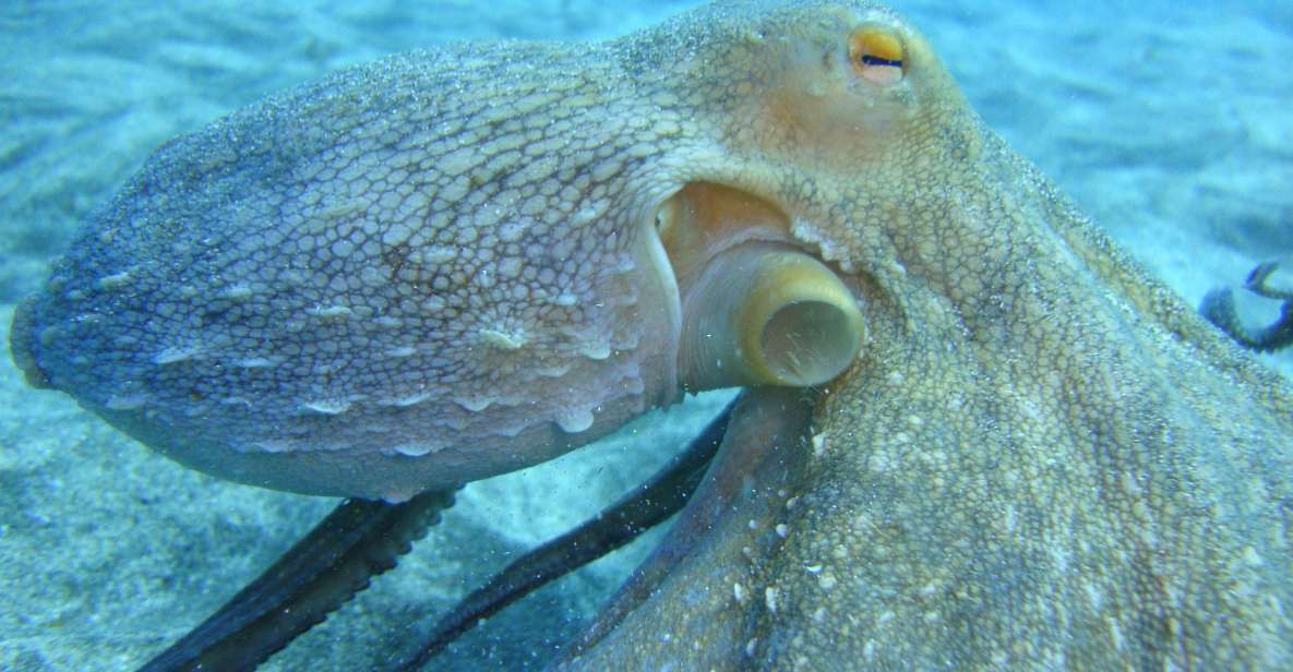 PADI Open Water Diving Course Tenerife - Group Size