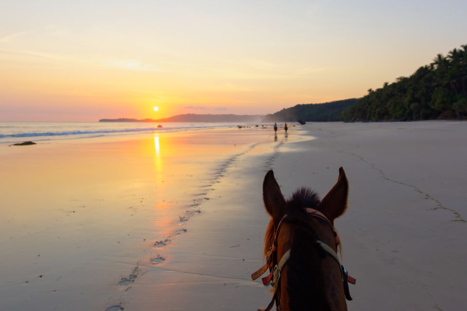 Palomino: Horseback Riding Tour on Palomino Beach - Guided Experience and Safety