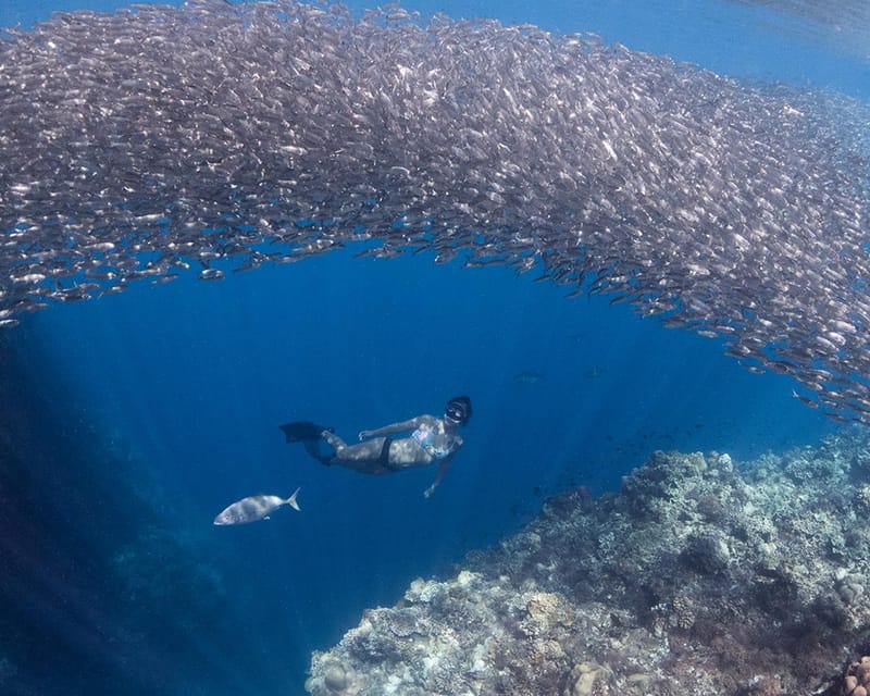 Panglao: Napaling Reef and Sardines Freediving Experience - Marine Life Highlights