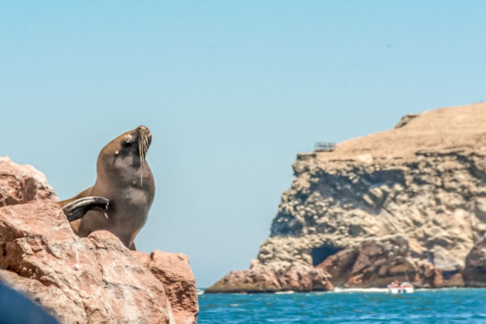 Paracas: Ballestas Islands Morning Boat Tour - What to Bring