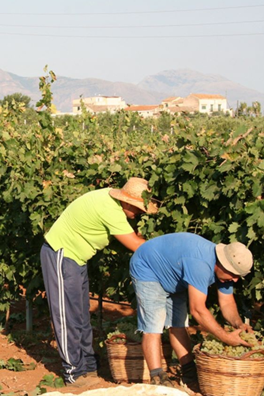 Partinico: Grape Harvest in the Lands of Frederick II of Swabia - Wine Tasting and Brunch