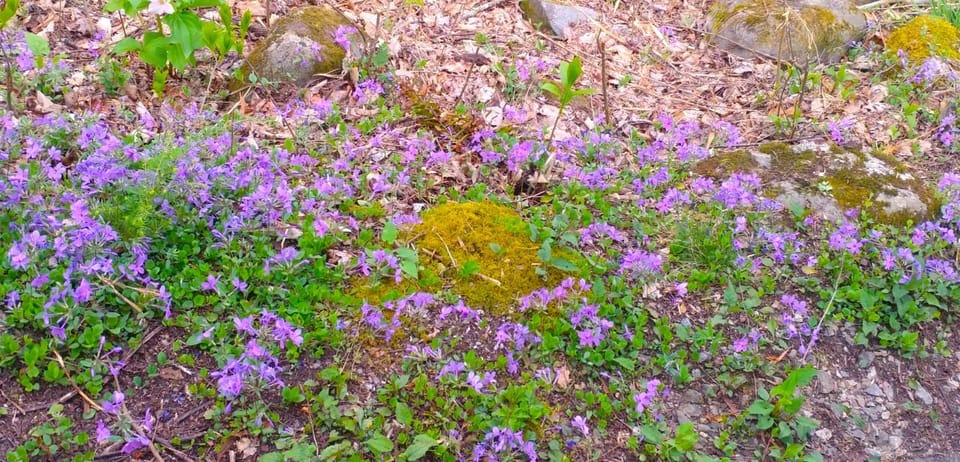 Peaceful Side of The Smokies: 1882 Historic Schoolhouse - Guided Exploration