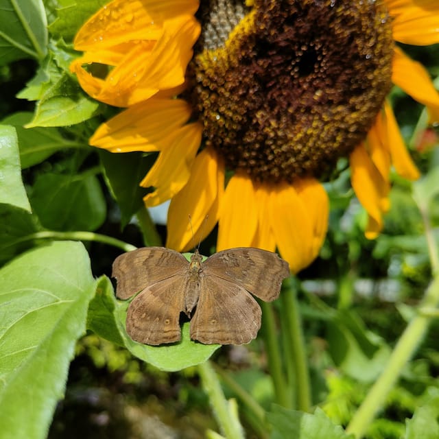 Penang: Entopia General Admission Tickets - Butterfly Sanctuary Highlights