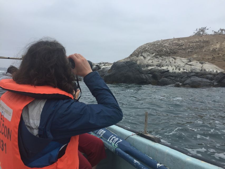 Penguins Watching Cachagua Island - Zapallar From Valparaiso - Inclusion and Exclusions