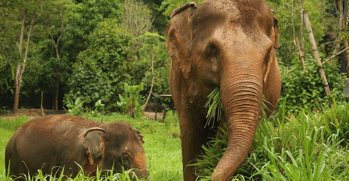 Phuket: Elephant Nature Reserve Entry Ticket and Guided Tour - Meeting Point and What to Bring