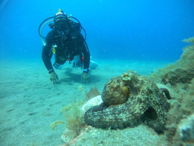 Playa Del Ingles: Discover Scuba Diving - Free Transfers - Depth and Duration of Dive