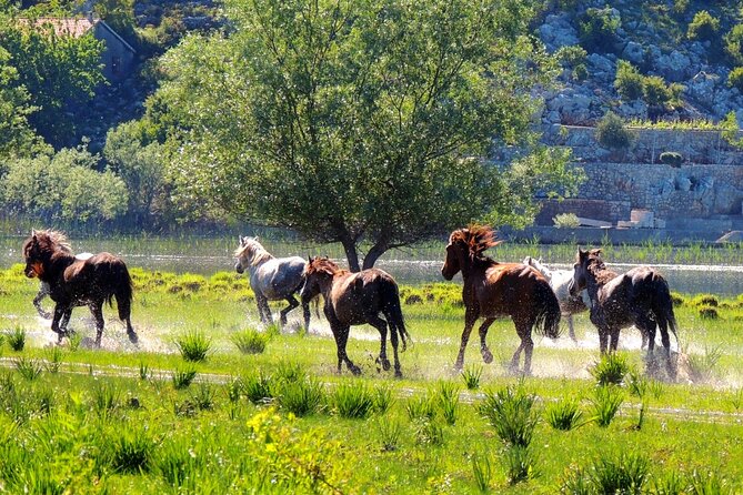 Podgorica Historic, Safari and Winery Tour - Skadar Lake and River Crnojevica - Zabljak Crnojevica Visit