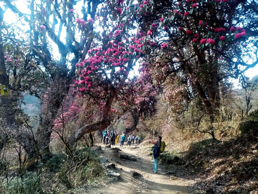 Poon Hill in Three Days: a Perfect Short Trek From Pokhara - Day 2: Ascent to Ghorepani