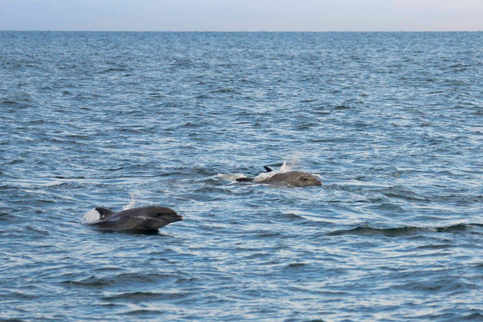 Poreč: Evening Boat Trip to Discover Dolphins - Meeting Point and Information