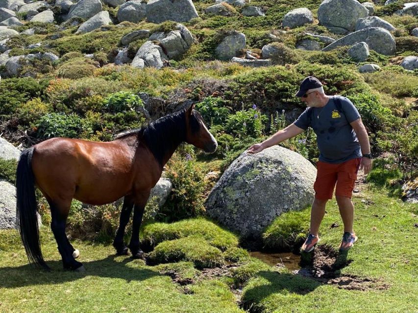 Porto Vecchio: Cuscionu Plateau & Alta Rocca 4x4 Tour - Inclusions and Amenities