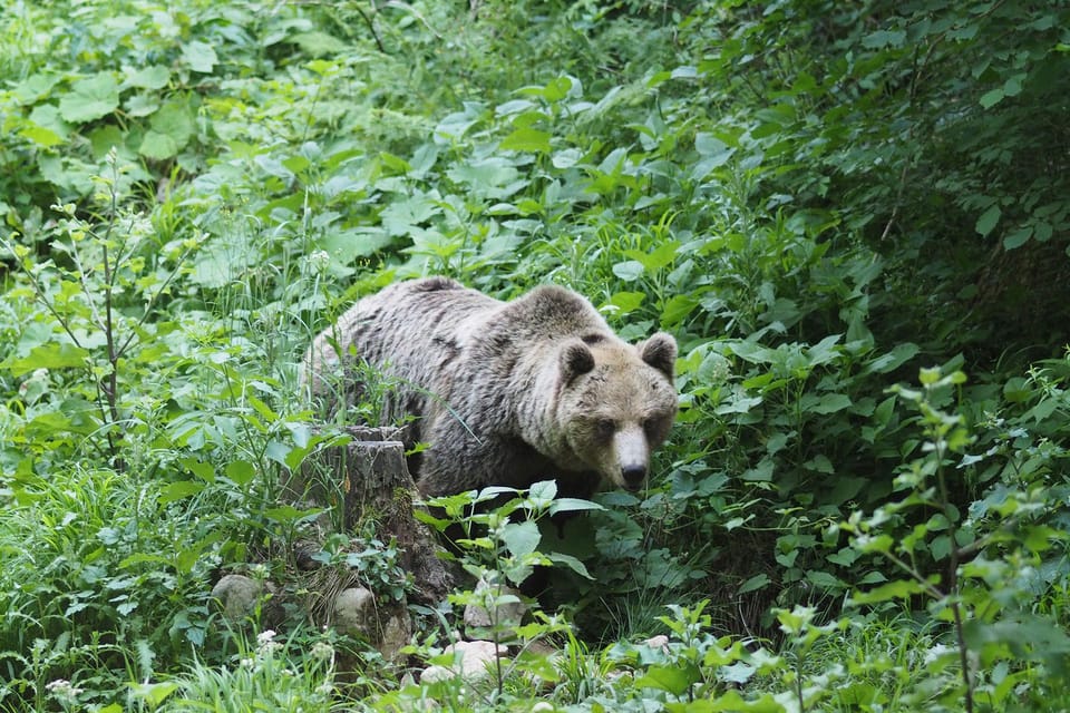 Postojna: Bear Watching Tour With Ranger and Local Guide - Important Information and Requirements