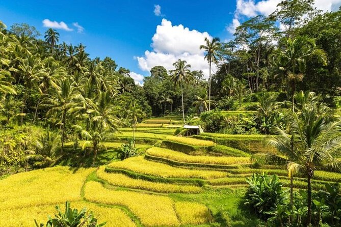 Private Bali Tour - All Inclusive - Unique Experiences