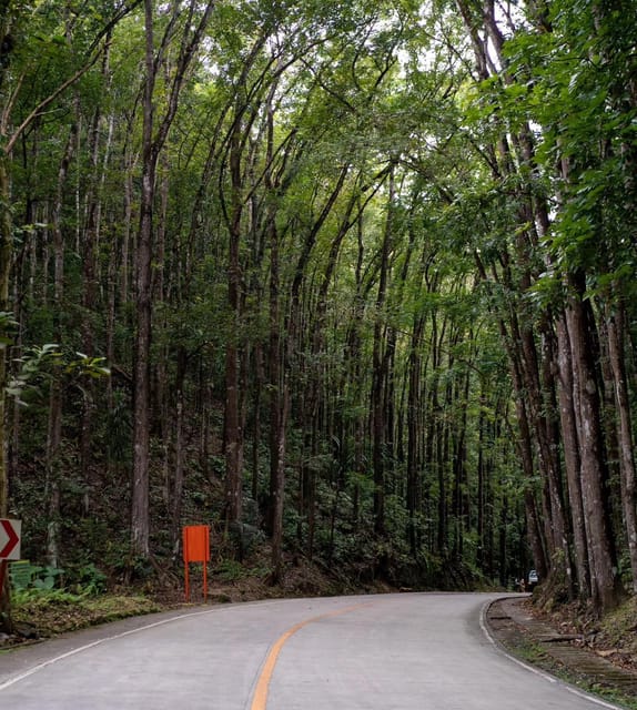 Private Day Tour in Bohol From Cebu With Roundtrip Transfers - Man-Made Forest