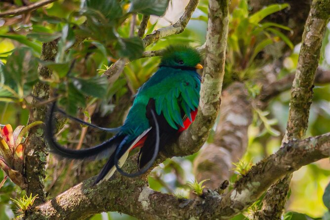 Private Excursion in Cloud Forest in Puntarenas - Memorable Moments in Monteverde