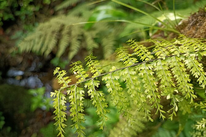 Private Guided Walk to the Santa Elena Cloud Forest Reserve - Additional Considerations