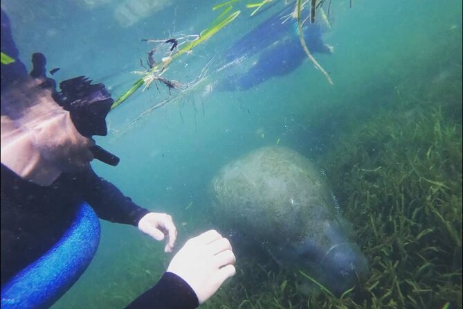 Private Manatee Snorkeling Tour - Pricing Information