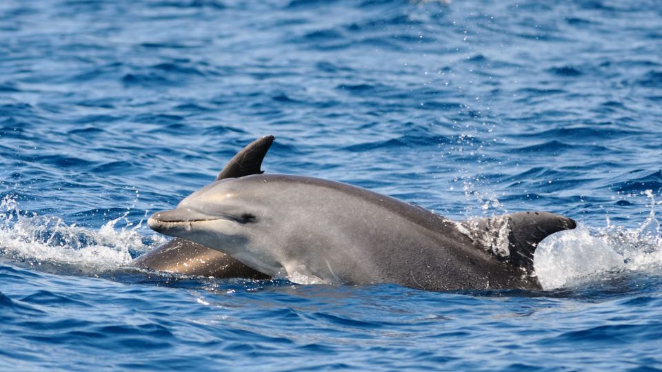 Private Panorama With Snorkeling and Dolphins Tour in Poreč - Pickup and Customization