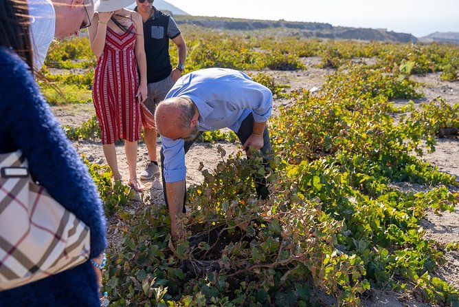 Private Santorini Wine Roads Tour With Tastings - Guest Experiences and Reviews