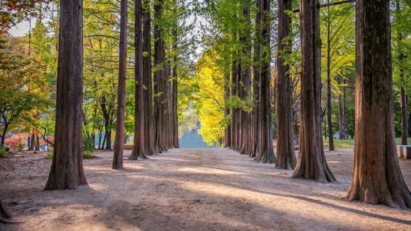 [Private Tour] Nami Island+Morning Calm Garden+Petite France - Nami Island Exploration