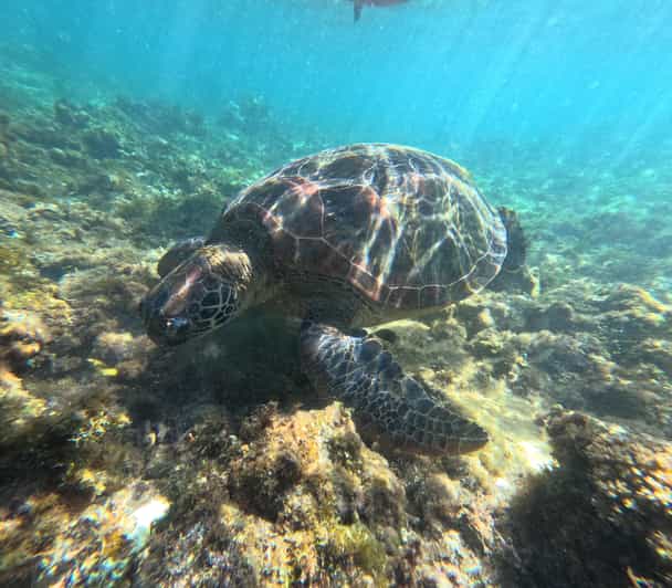 Private Tour PAMILACAN Island Turtle & Dolphin Watching - Inclusions