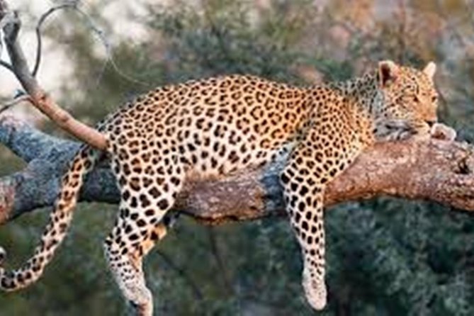 Private Tour to Sariska Tiger National Park by Car From Jaipur - Health and Safety Guidelines