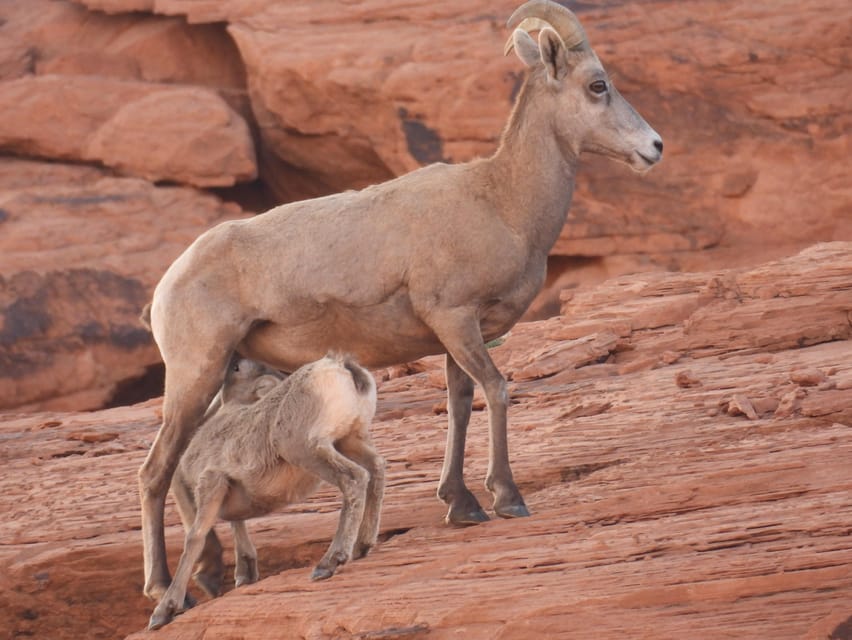 Private Valley of Fire Adventure - Inclusions of the Tour