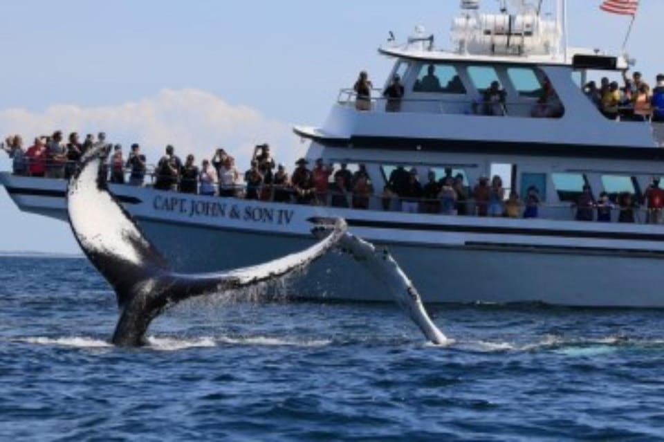 Provincetown: Whale Watching Cruise - Cancellation Policy