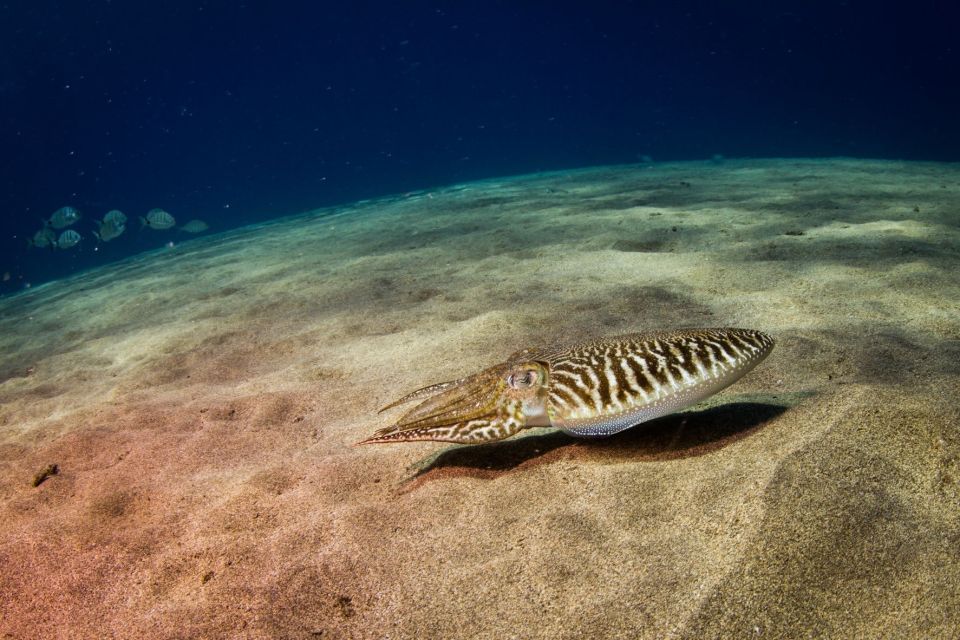 Puerto Del Carmen: Guided Scuba Dive (Certified Only) - Dive Site Selection