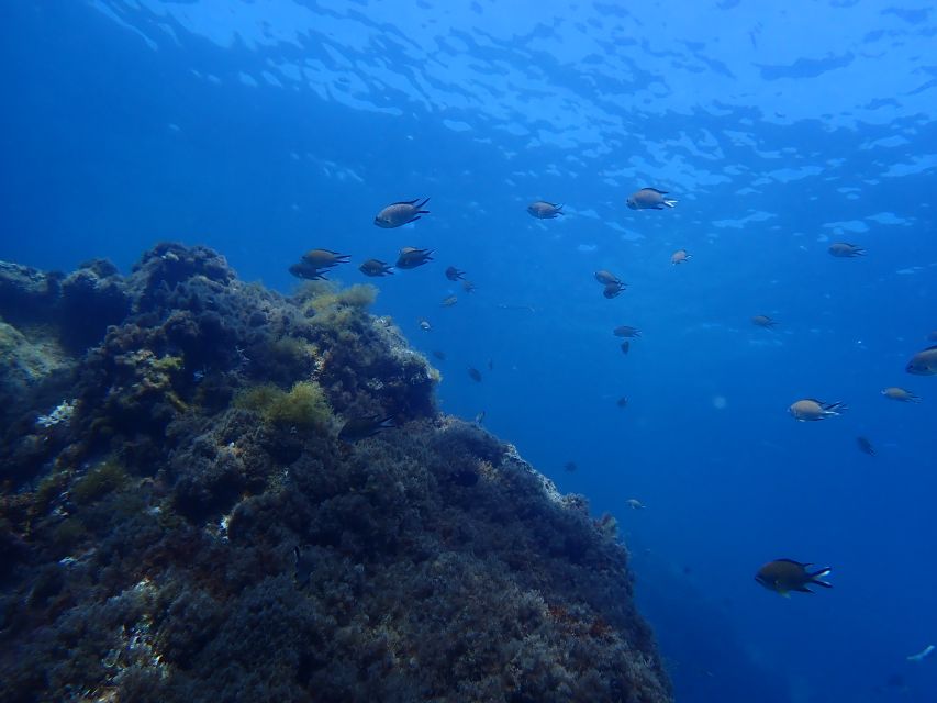 Puerto Del Carmen: Snorkeling Trip With Dive Instructor - Who Is This For?