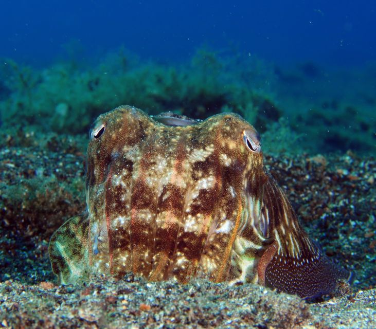Puerto Del Carmen: Try Suba Diving With 2 Dives and Photos - Health and Safety