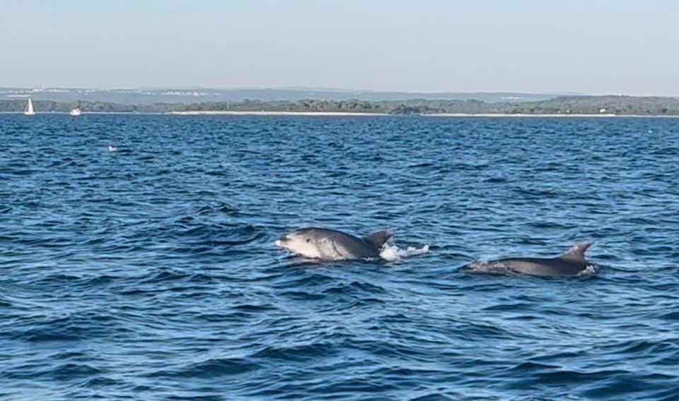 Pula: Dolphin-Watching Cruise at Sunset With Dinner & Drinks - Booking and Cancellation