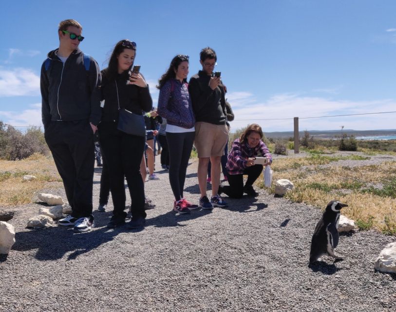 Punta Tombo Shore Excursion Box Lunch and Tickets Included - Inclusions and Amenities