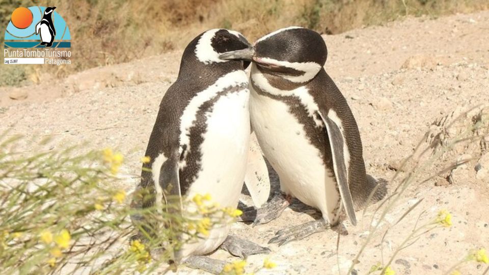 Punta Tombo: Shore Excursion for Cruise Passengers - Wildlife Viewing Opportunities