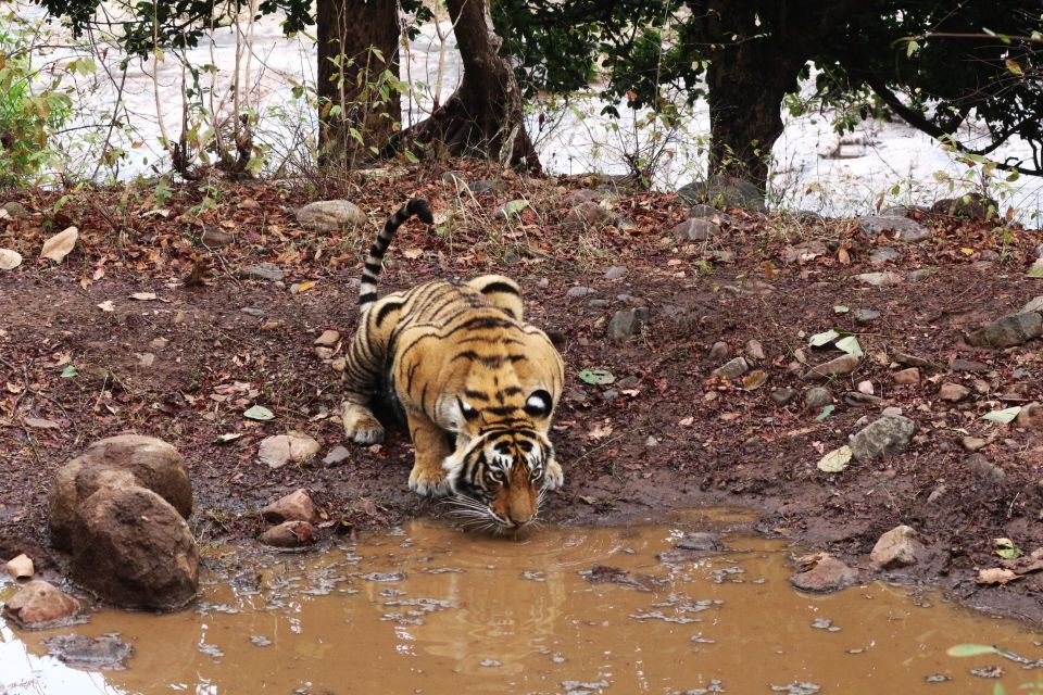 Ranthambore Safari by Canter ( 20 Seater Bus) - Tips for a Great Safari