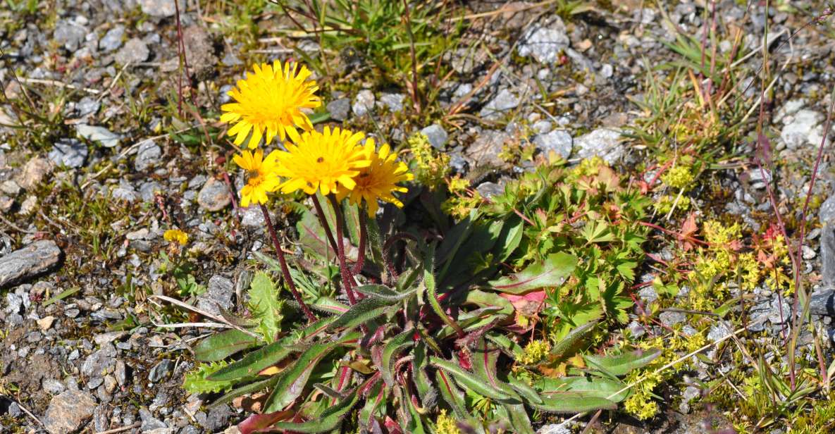 RARE PLANTS IN AOSTA VALLEY - Frequently Asked Questions