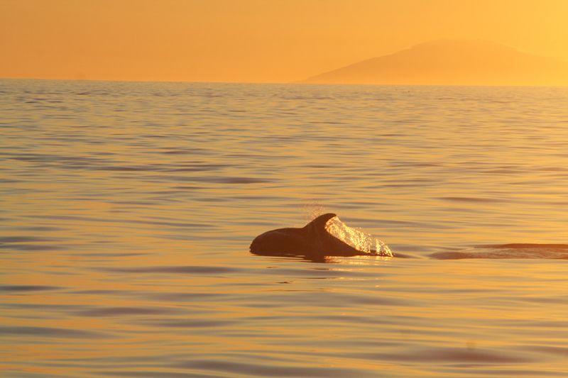 Reykjavik: Midnight Sun Whale Watching Tour - Amenities Included