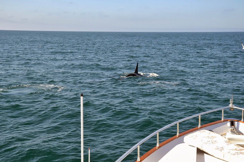 Reykjavik: Whale Watching and Dolphin Watching Yacht Cruise - Meeting Point and Departure