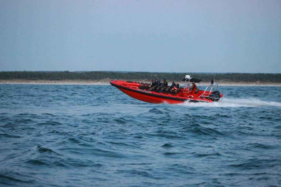 Reykjavik: Whale Watching by RIB Speedboat - Meeting Point and Logistics