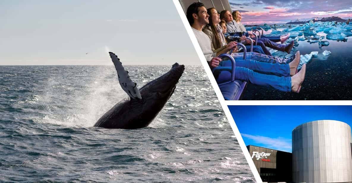 Reykjavík: Whale Watching Cruise and FlyOver Combo Ticket - Important Meeting Information