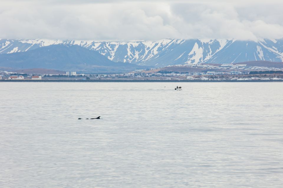 Reykjavík: Whale Watching Cruise on the Amelia Rose Yacht - Experience on the Amelia Rose