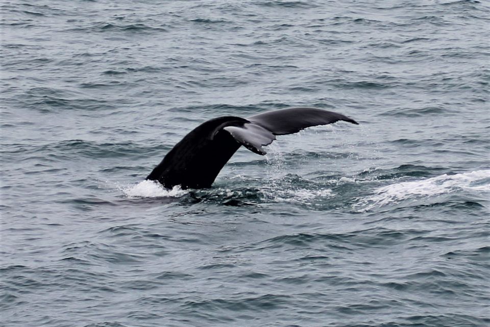 Reykjavik: Whale Watching in Faxaflói Bay & Live Lava Show - Booking Information