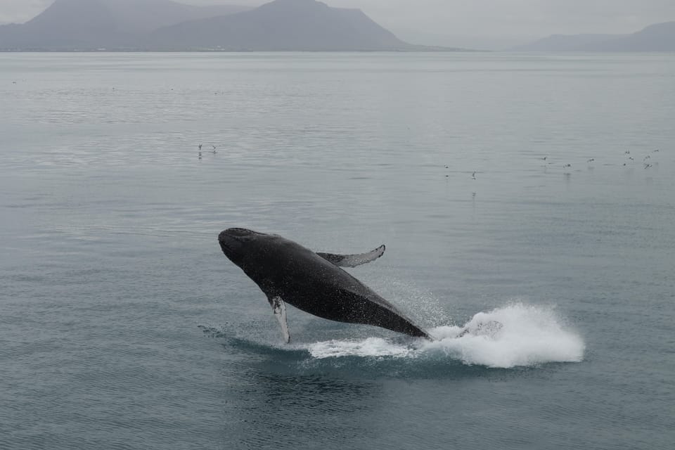 Reykjavik: Whale Watching Morning Expedition - Tour Inclusions