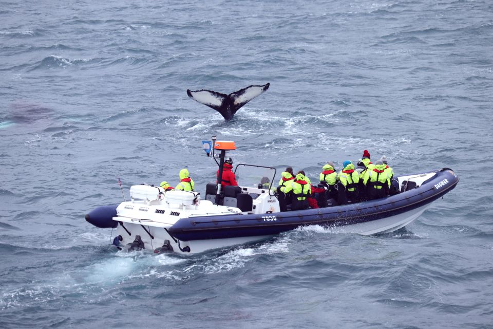 Reykjavik: Whale Watching Tour by RIB Boat - Inclusions of the Tour